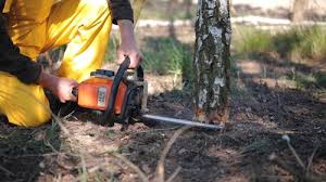 Best Fruit Tree Pruning  in Groesbeck, TX